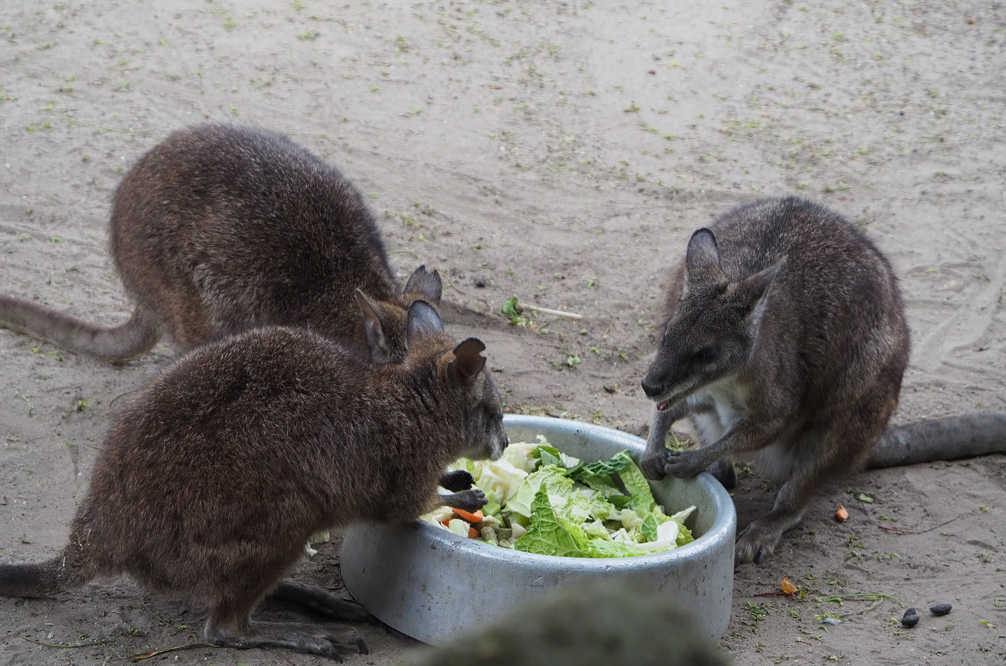 Parma wallabies (Macropus parma) eating vegetables, 2020-05-24