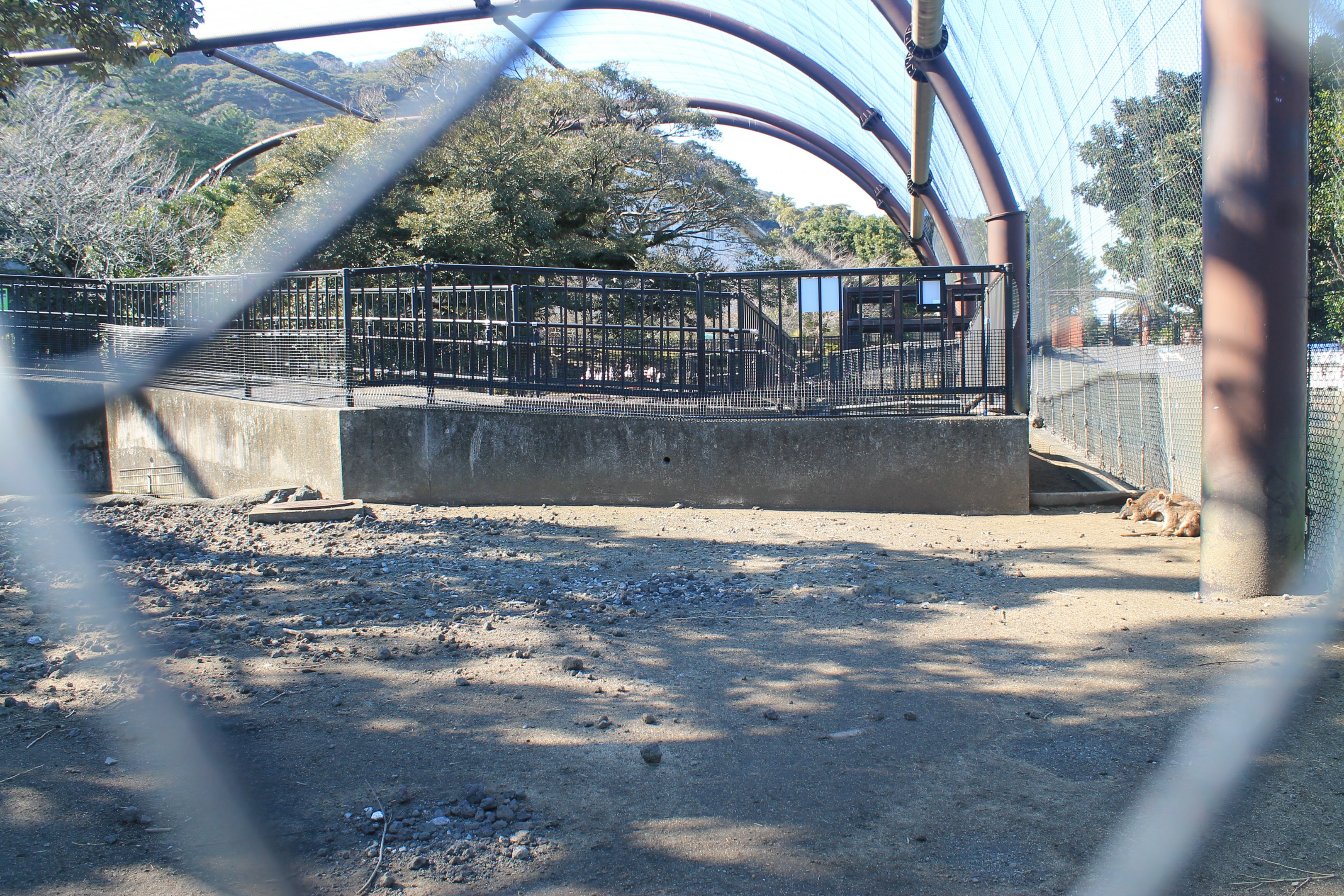 Parma Wallabies - Oshima Park Zoo