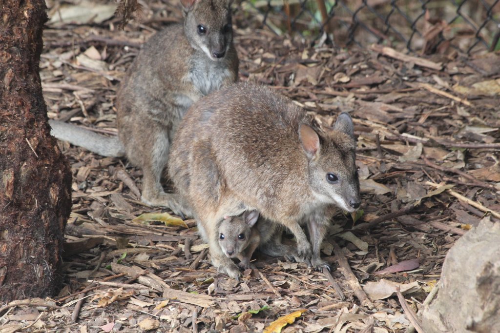 Parma Wallabies, with pouchyoung