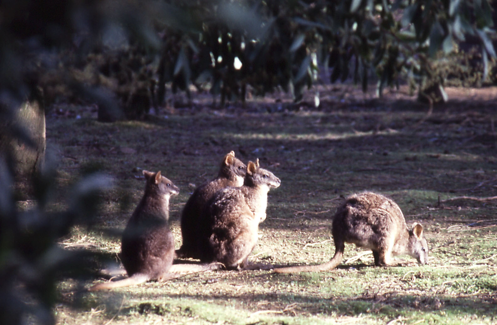 Parma Wallabies