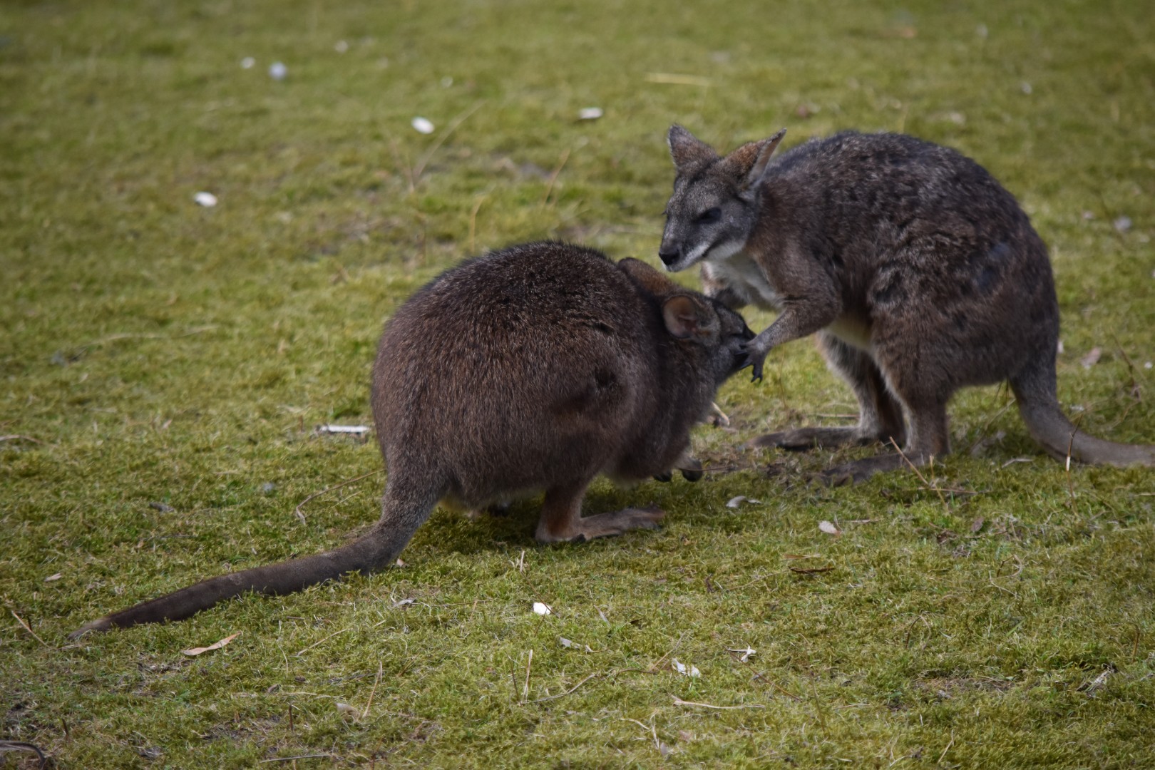Parma wallabies