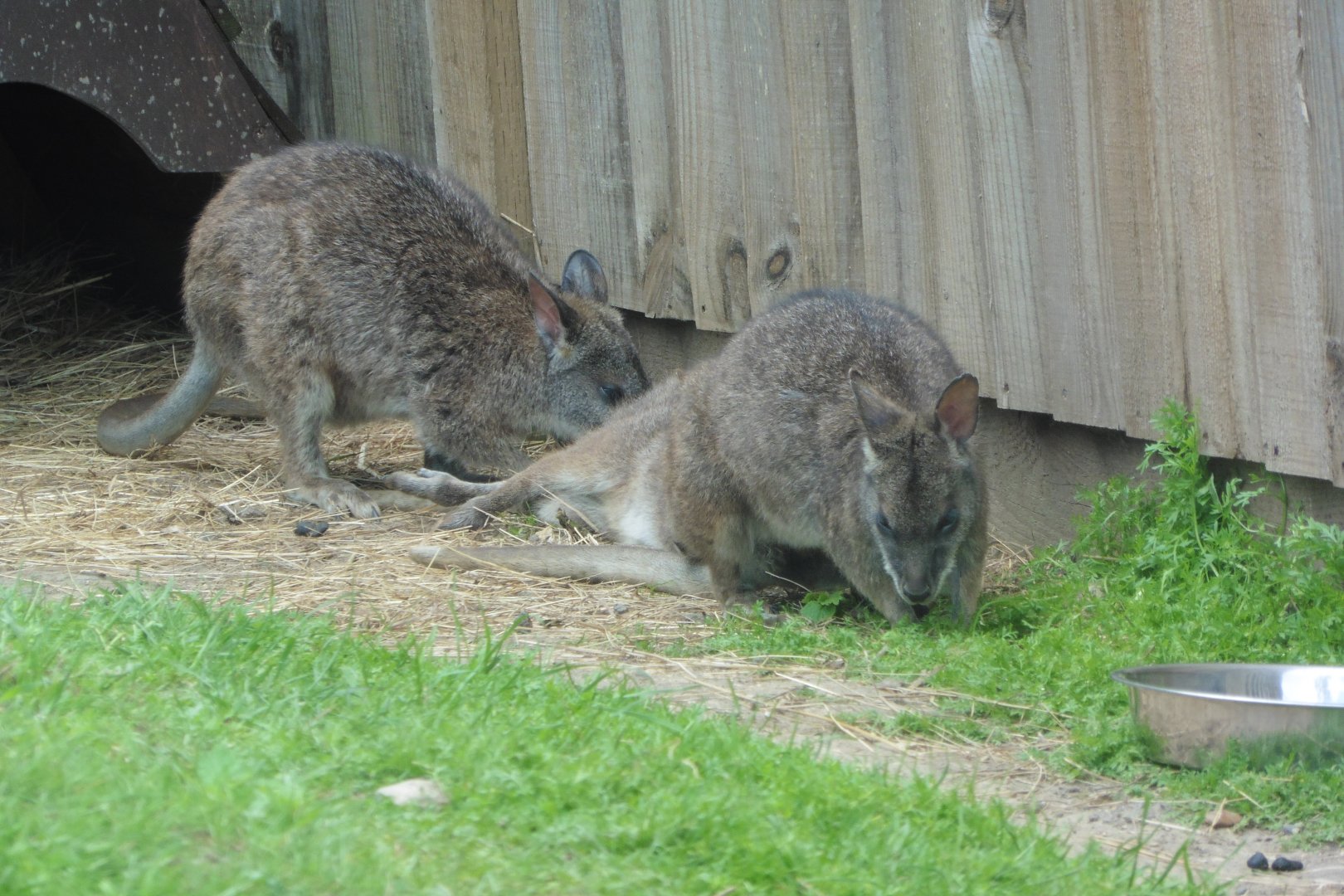 Parma Wallabies
