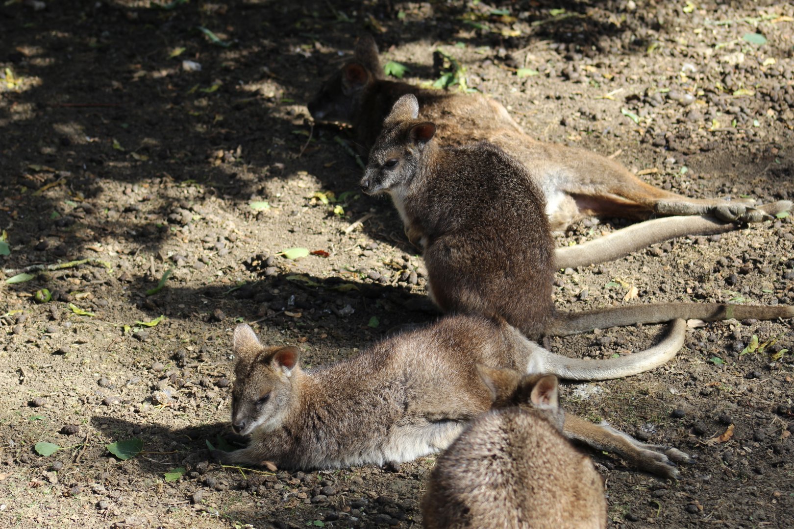 Parma Wallabies