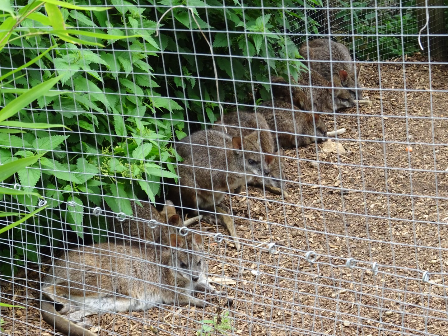 Parma Wallabies