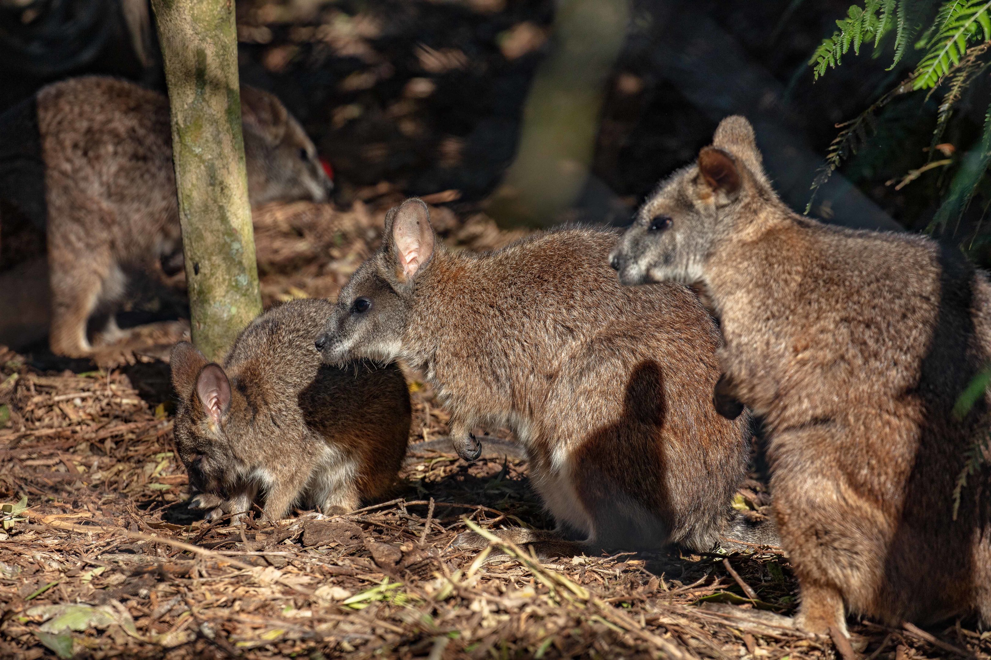 Parma Wallabies