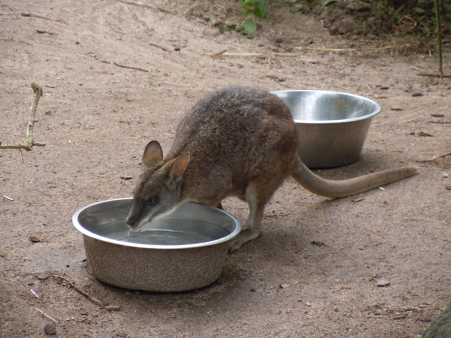 Parma wallaby 070920
