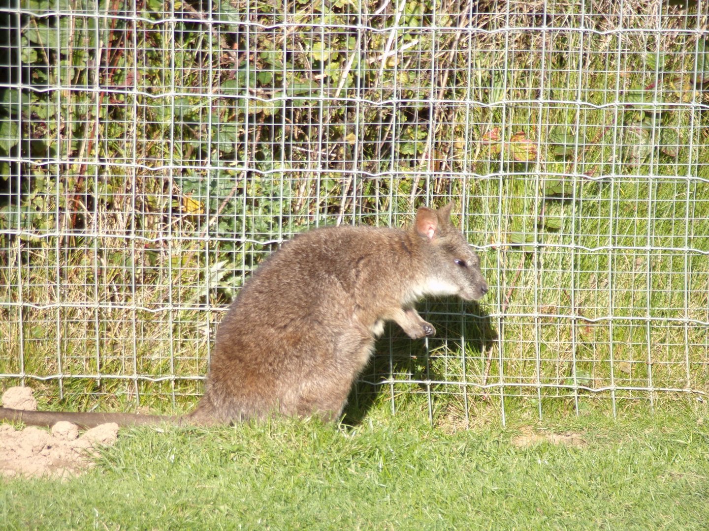 Parma wallaby 14.10.23