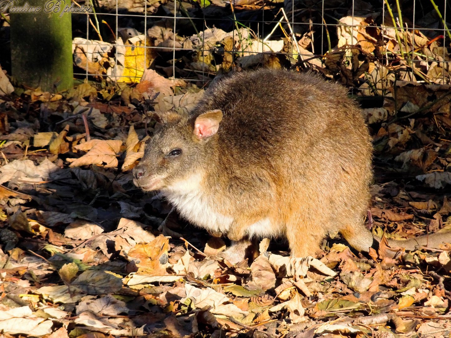 Parma Wallaby  16 November 2025