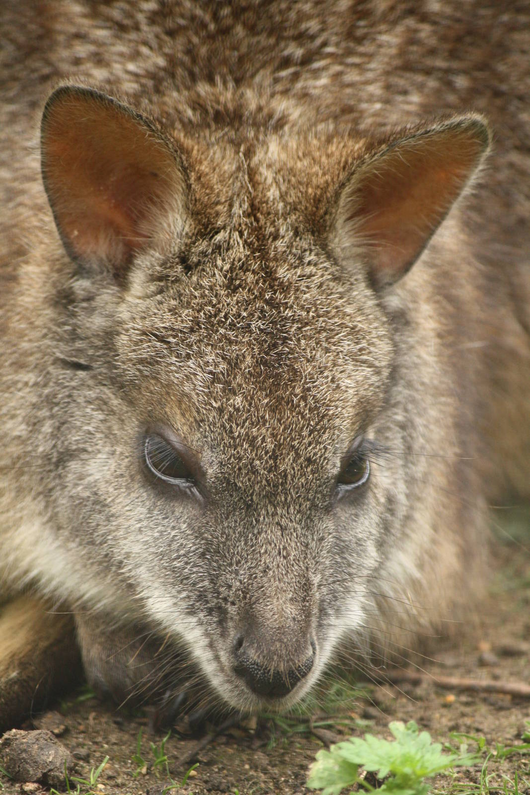 Parma wallaby 21 August 2010