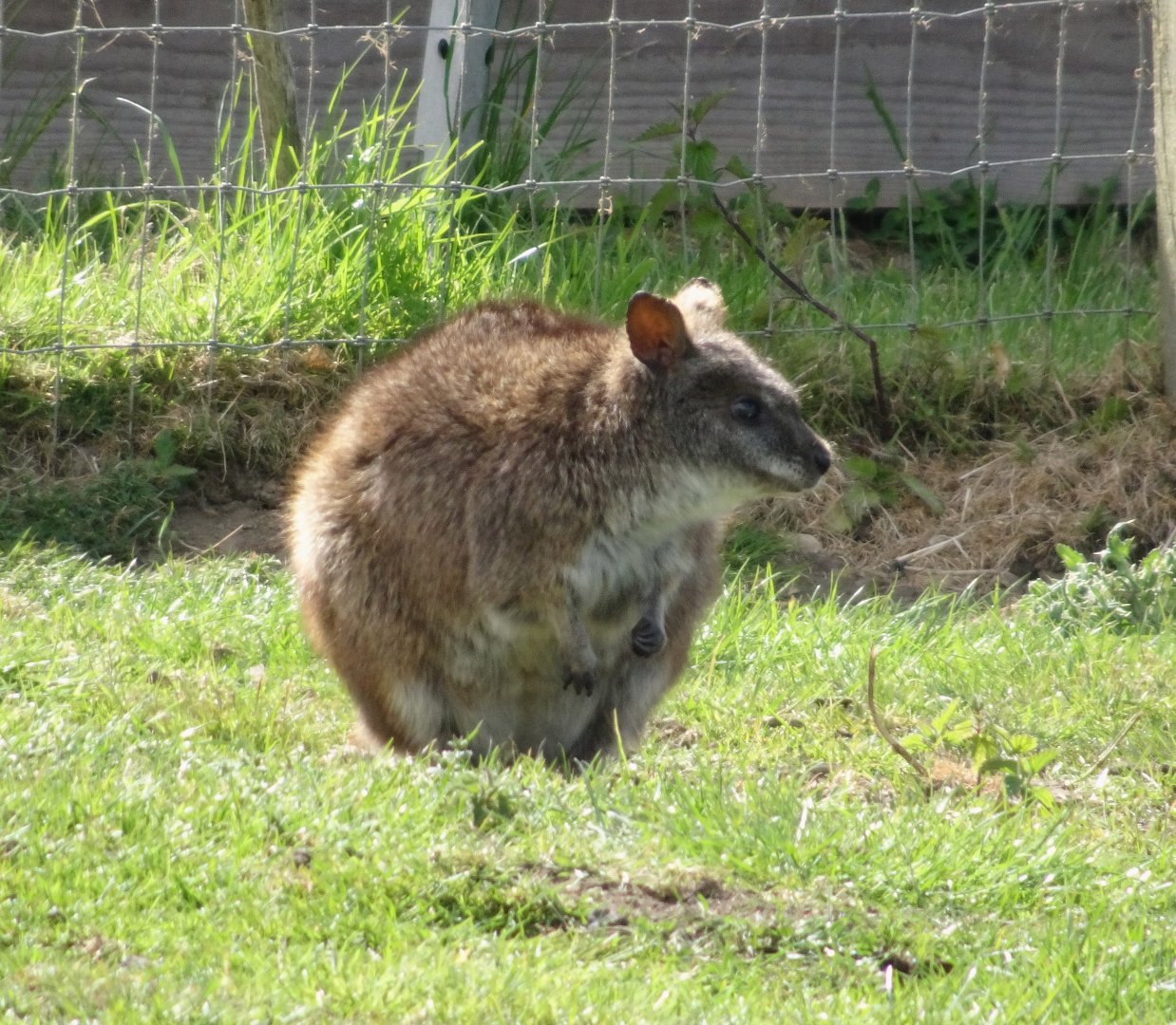 Parma Wallaby        25 May 2025