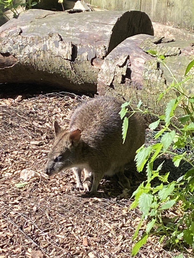 Parma wallaby 290723