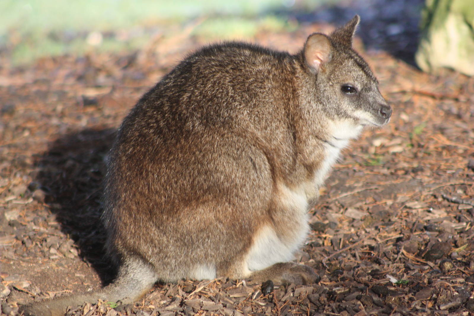 Parma Wallaby, 30th December 2014