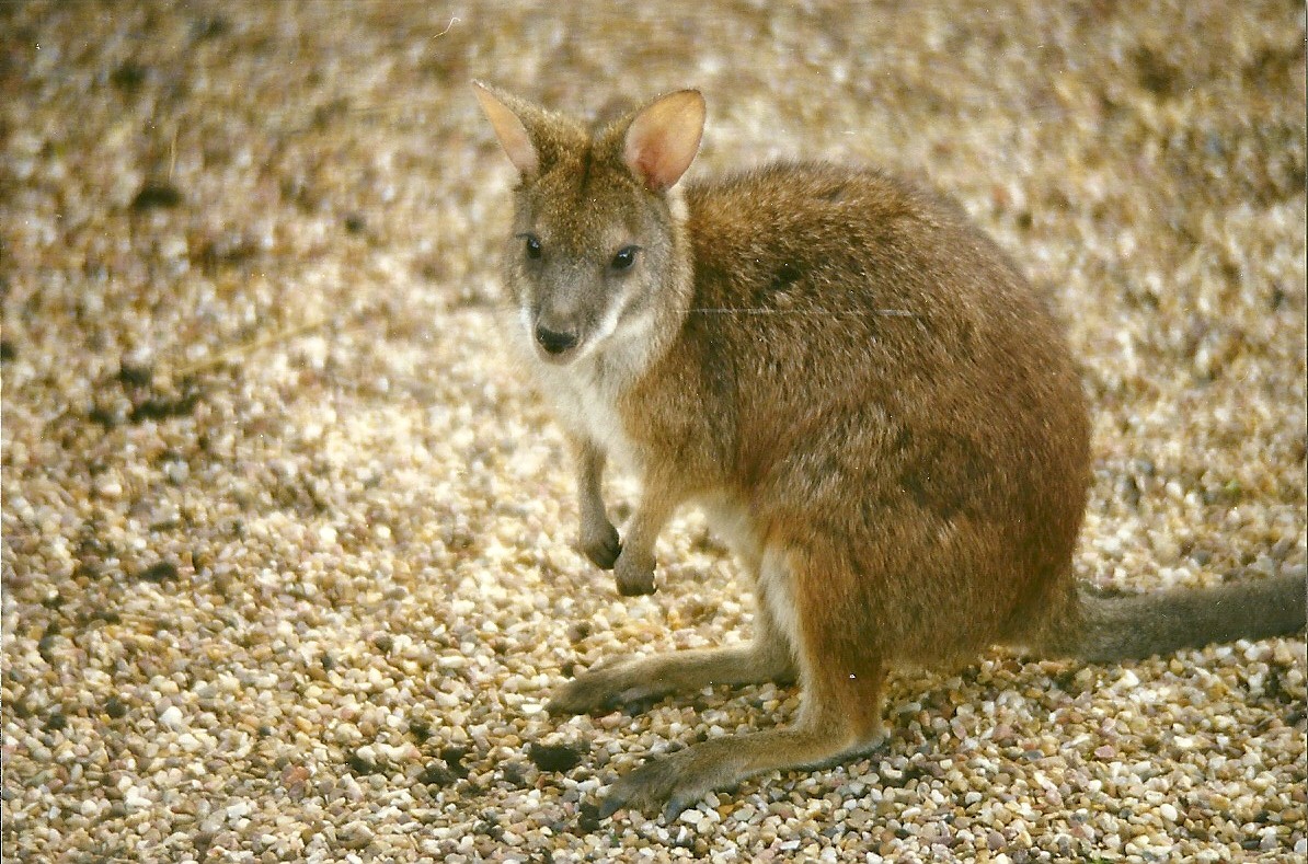 Parma Wallaby 6th April 1998