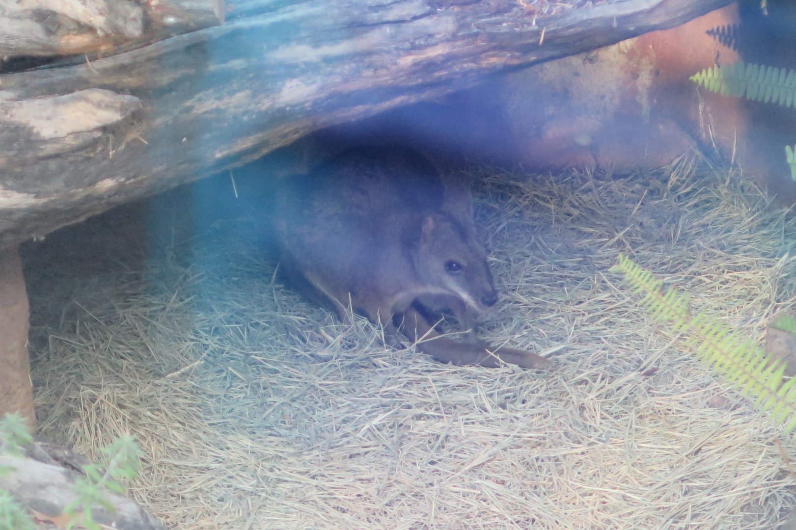 Parma Wallaby (8/23/2024)