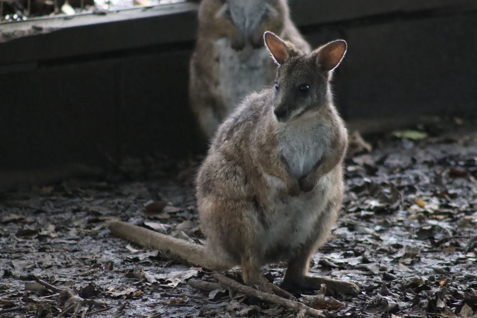 Parma wallaby - 8 November 2022
