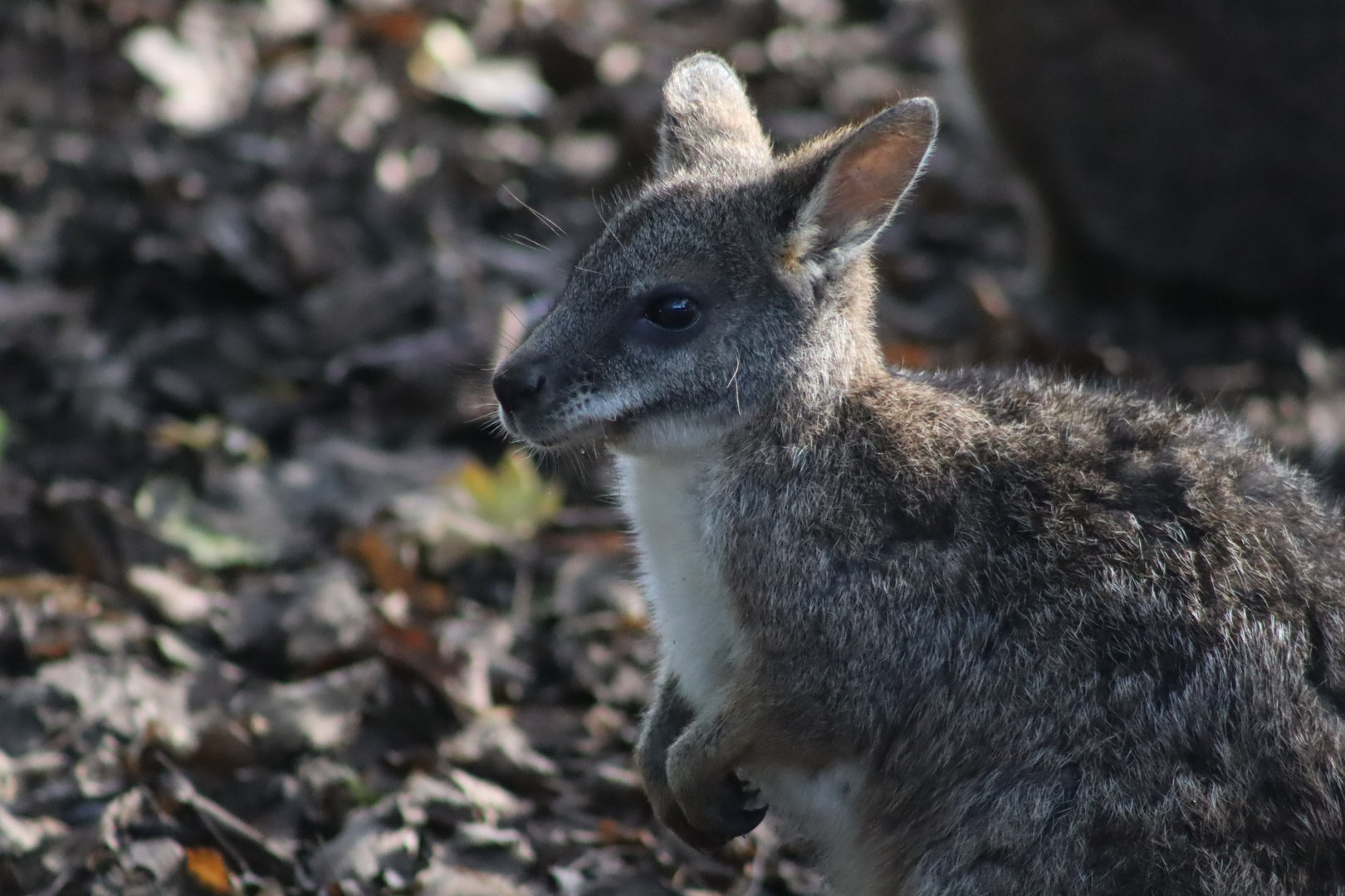 Parma wallaby - 8 November 2022