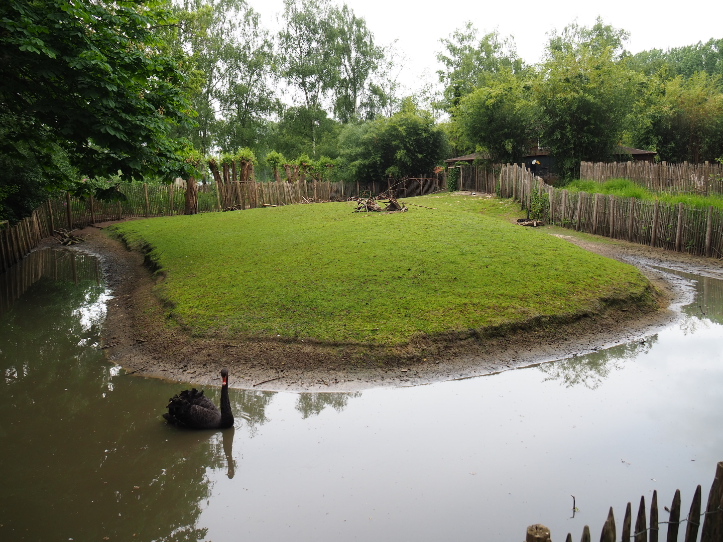 Parma wallaby and black swan exhibit, 2019-05-25