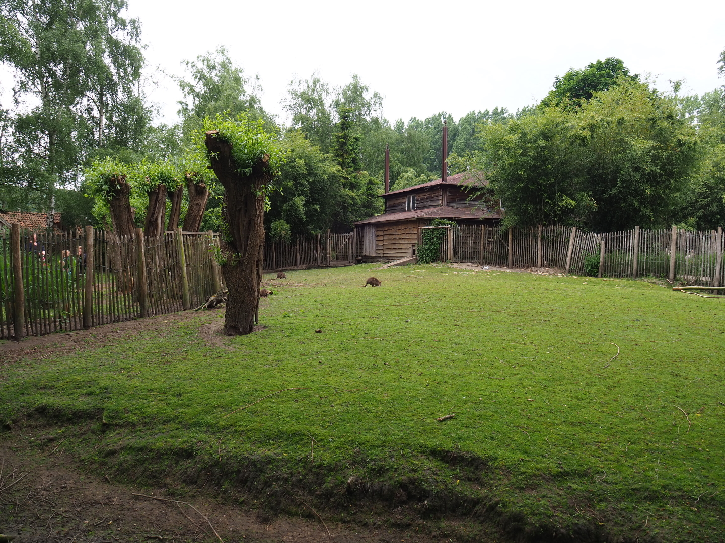 Parma wallaby and black swan exhibit, 2019-05-25