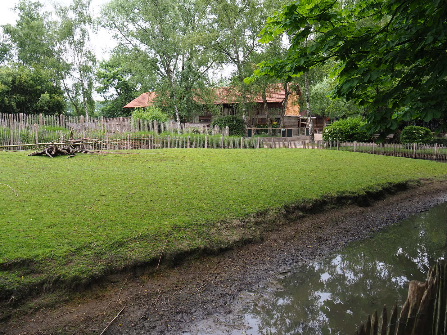 Parma wallaby and black swan exhibit, 2019-05-25
