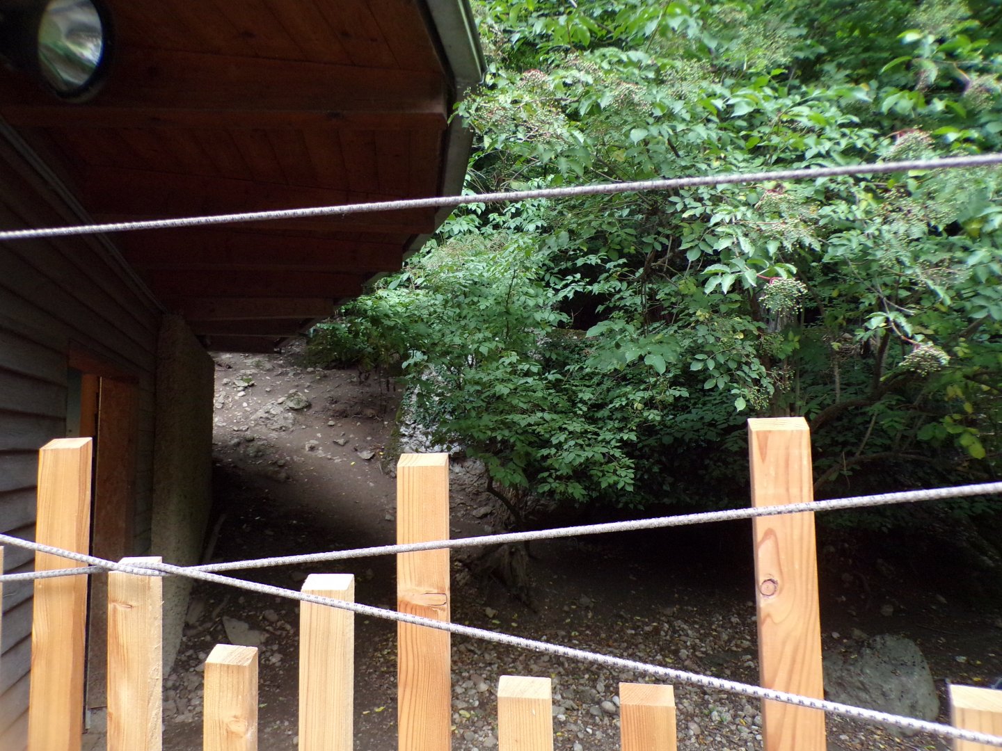 Parma wallaby and emu enclosure 13.7.25