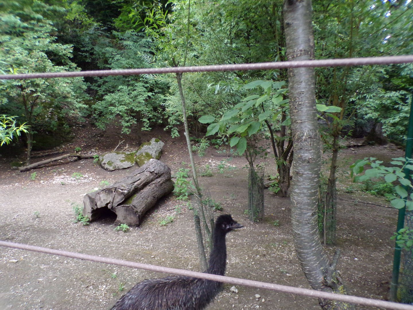 Parma wallaby and emu enclosure 13.7.25