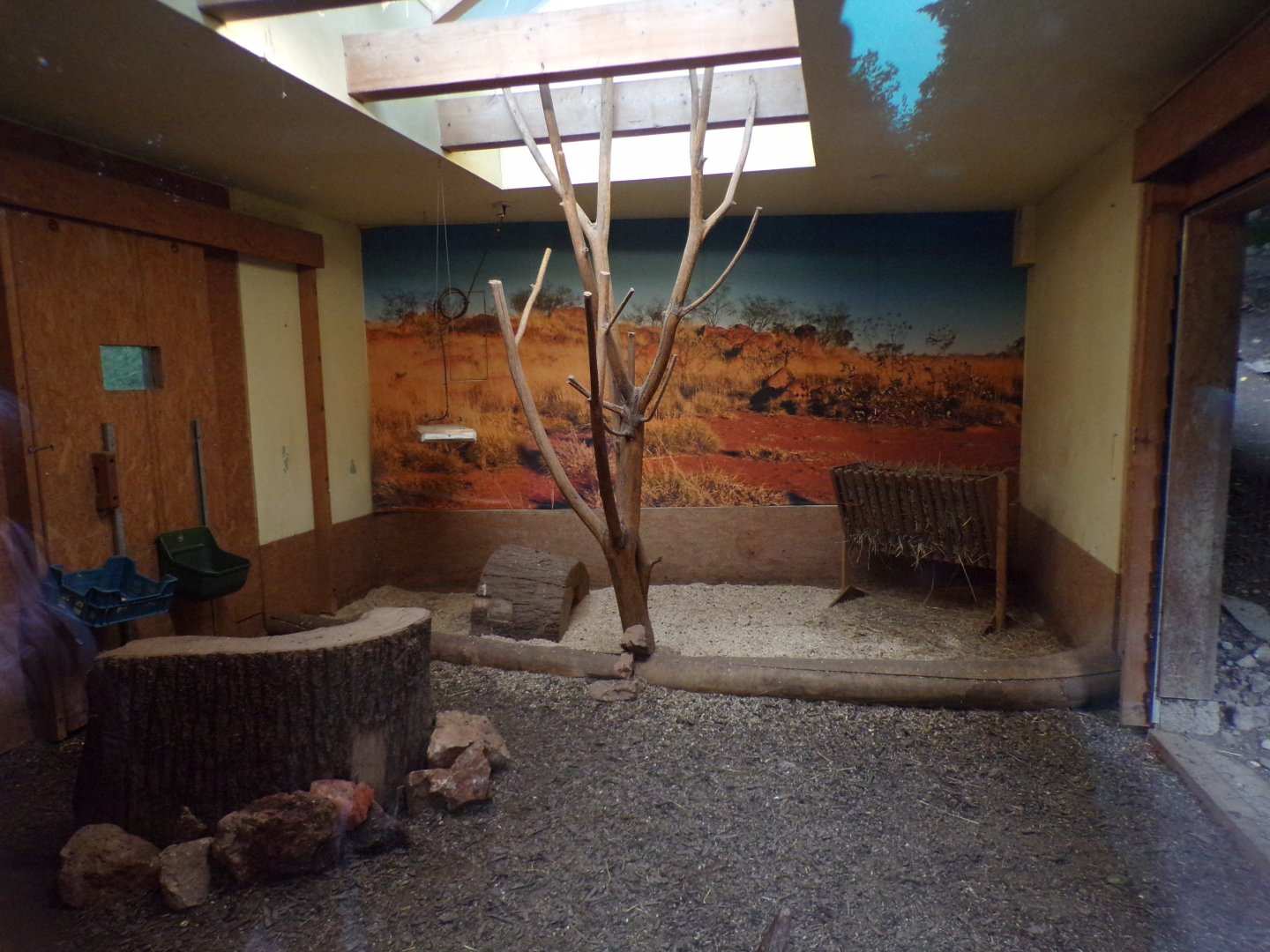 Parma wallaby and emu indoors 13.7.25