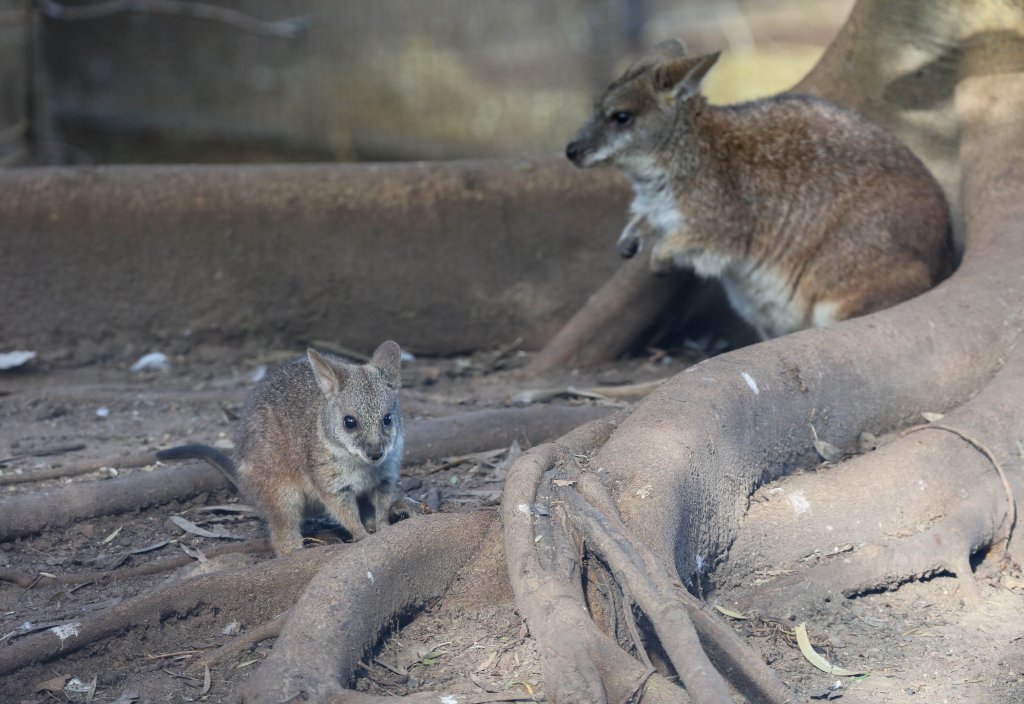 Parma Wallaby and joey