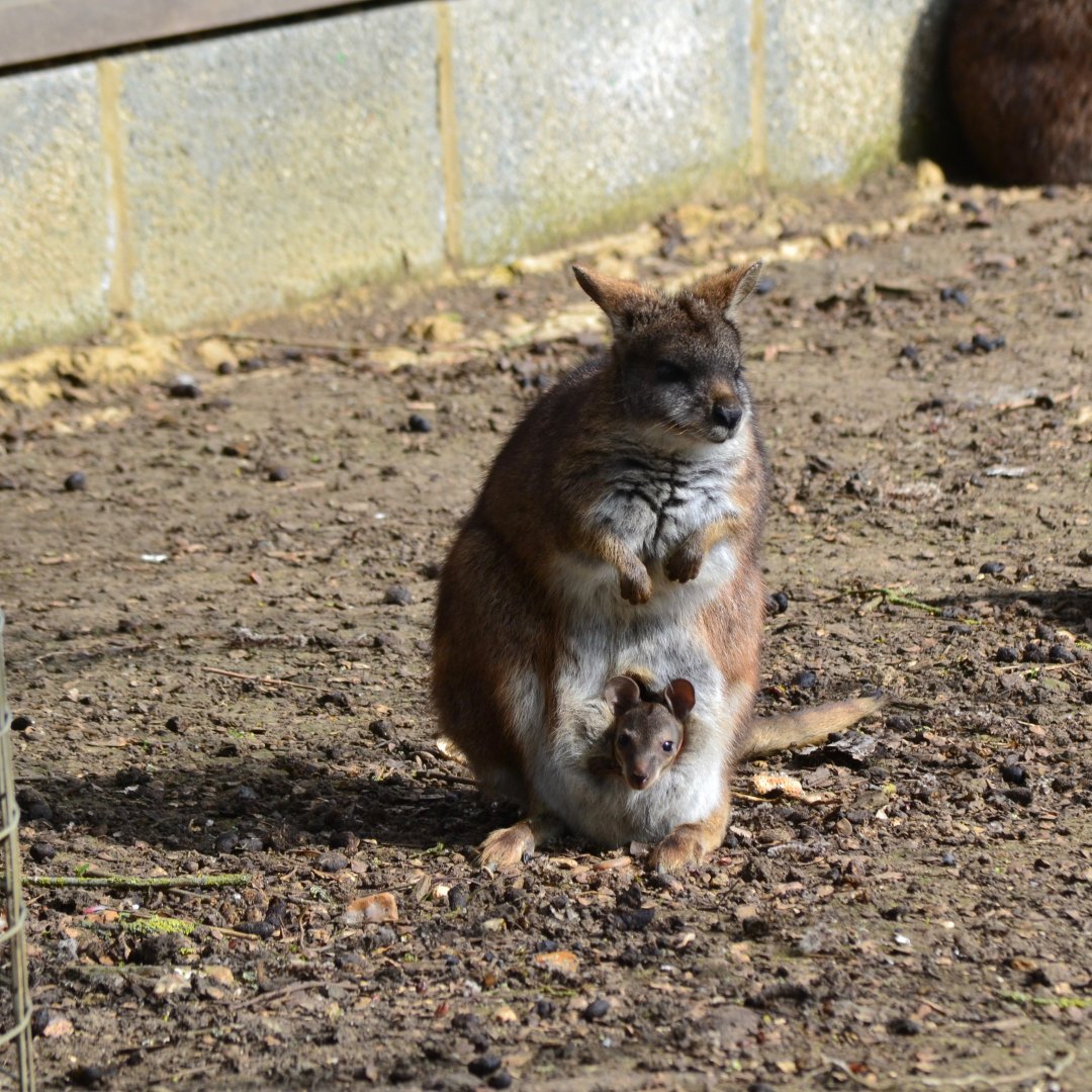 Parma Wallaby and Joey