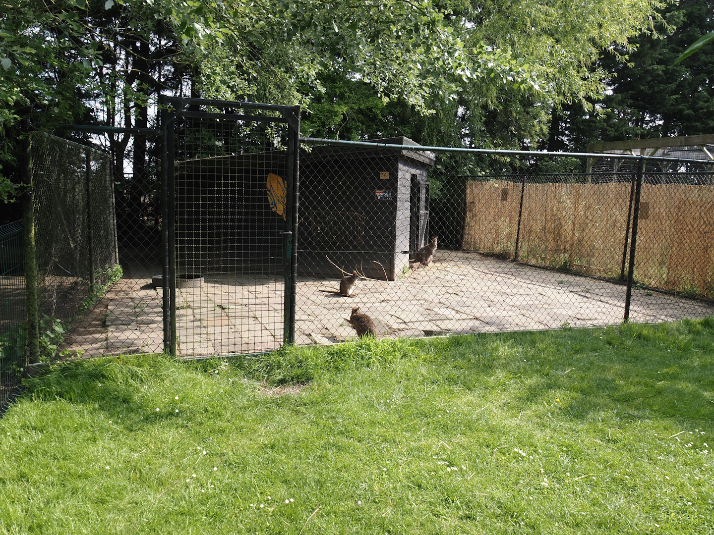 Parma wallaby and Red-necked wallaby holding paddock and barn, 2024-05-11