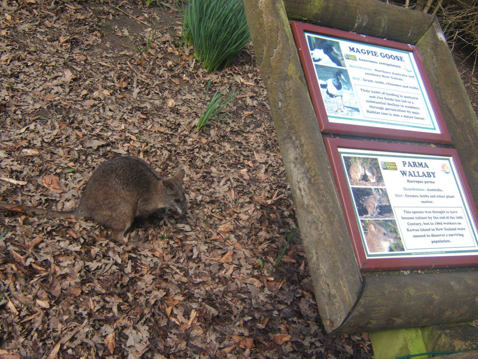 Parma Wallaby and sign
