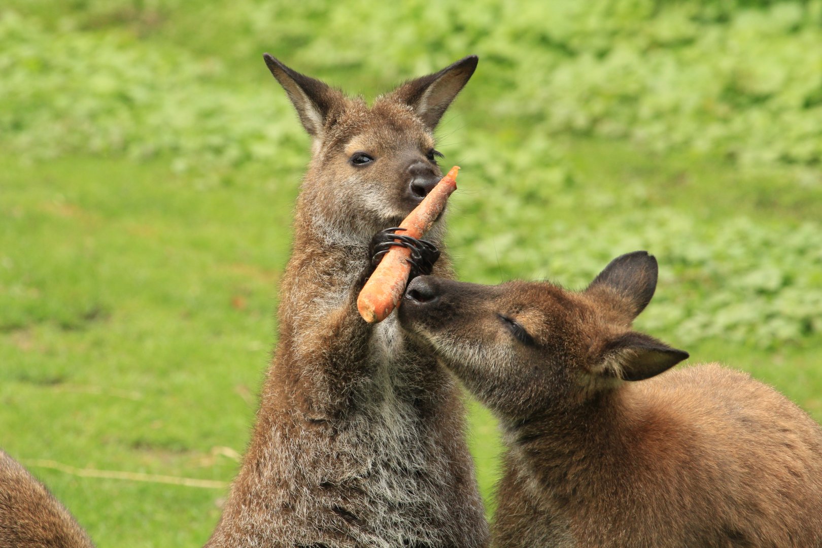 Parma wallaby (April 2018)