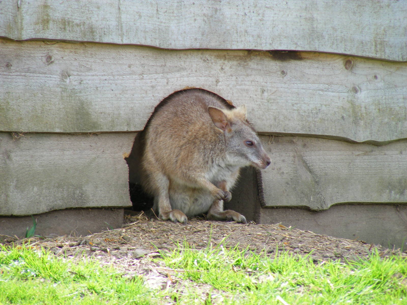 Parma wallaby at Auchingarrich Wildlife Centre, 20 May 2010