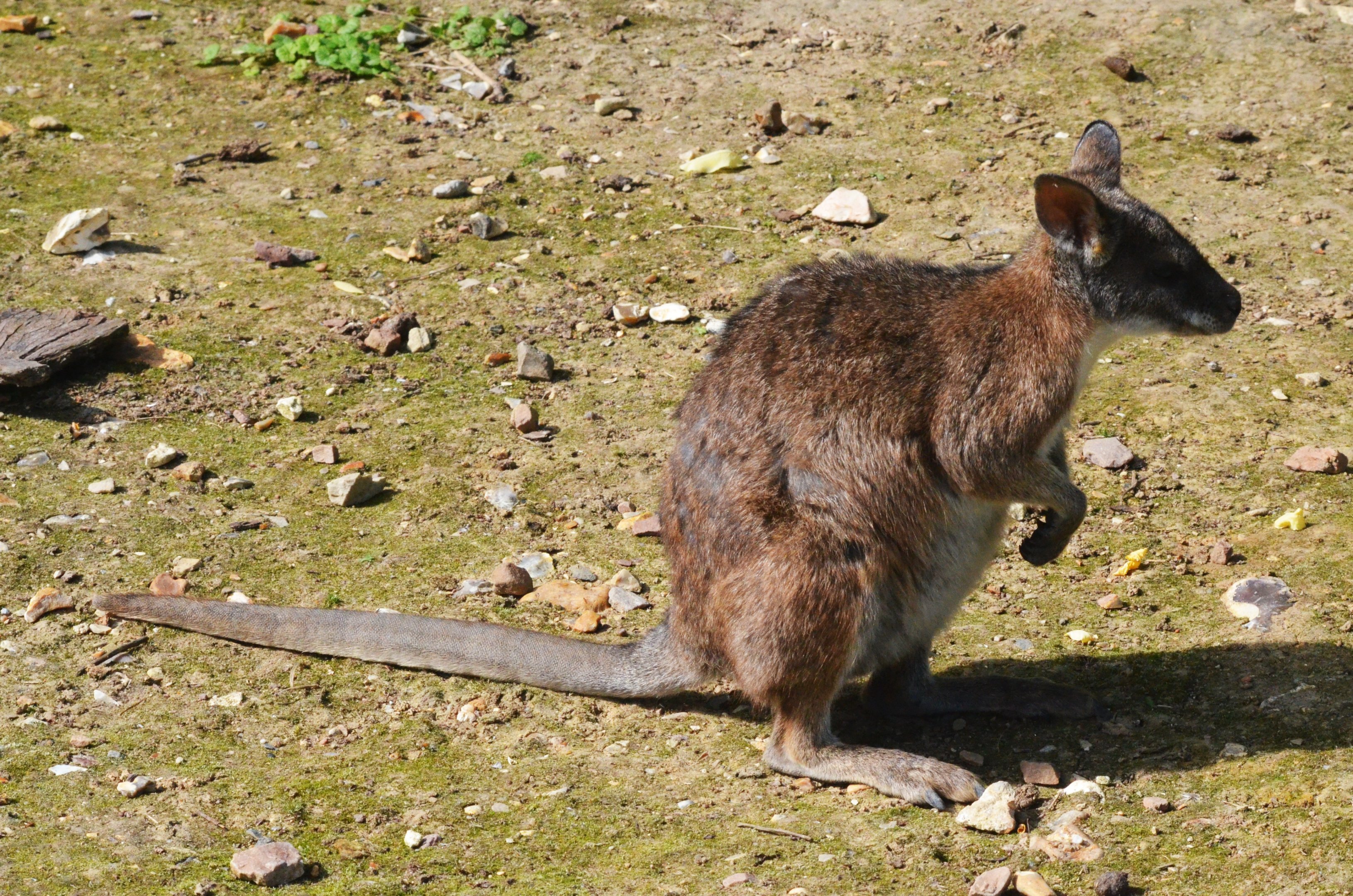 Parma Wallaby at Biotropica, 16/06/18