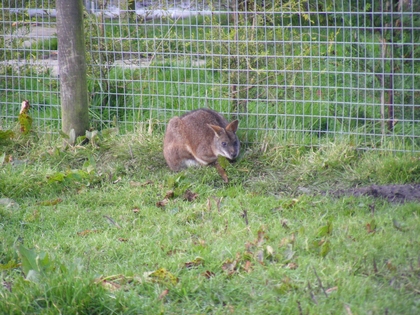 Parma wallaby at Blackbrook Zoo, 13 November 2010