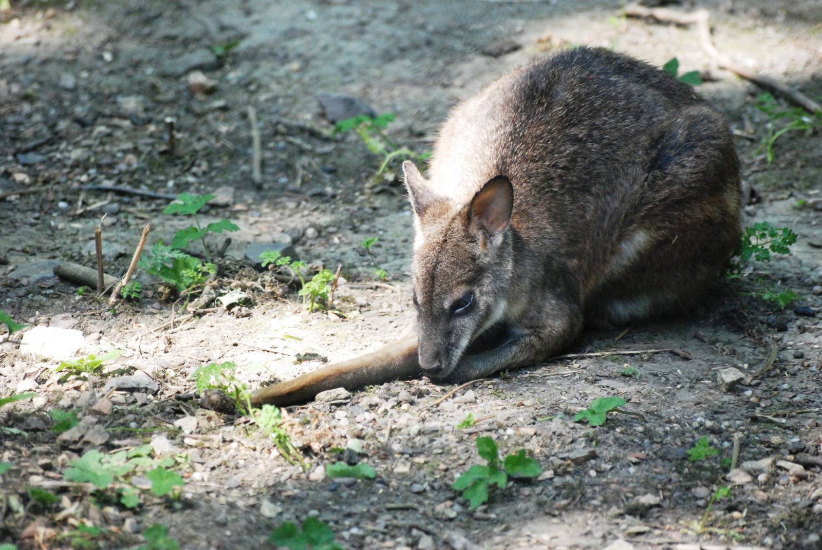 Parma Wallaby at Dudley, 14/07/13