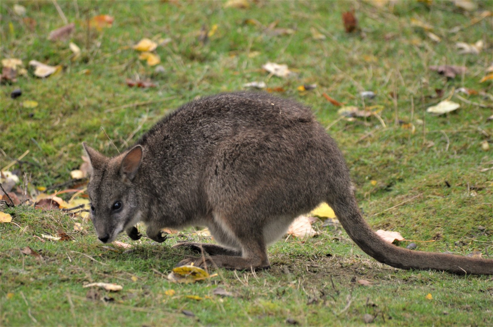 Parma Wallaby at Hamerton, 19/11/16