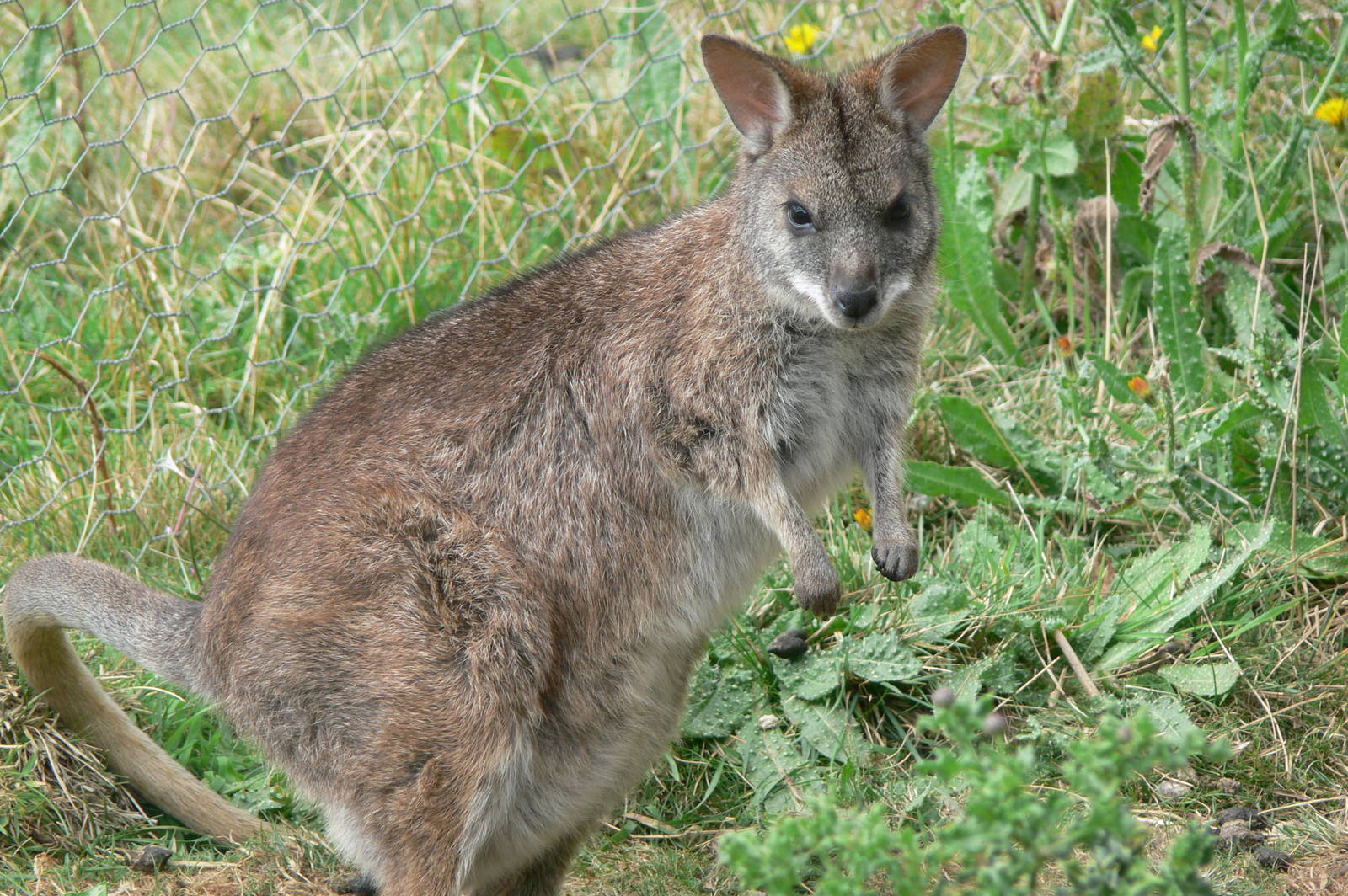 Parma Wallaby at Hamerton Zoo, 23/08/14