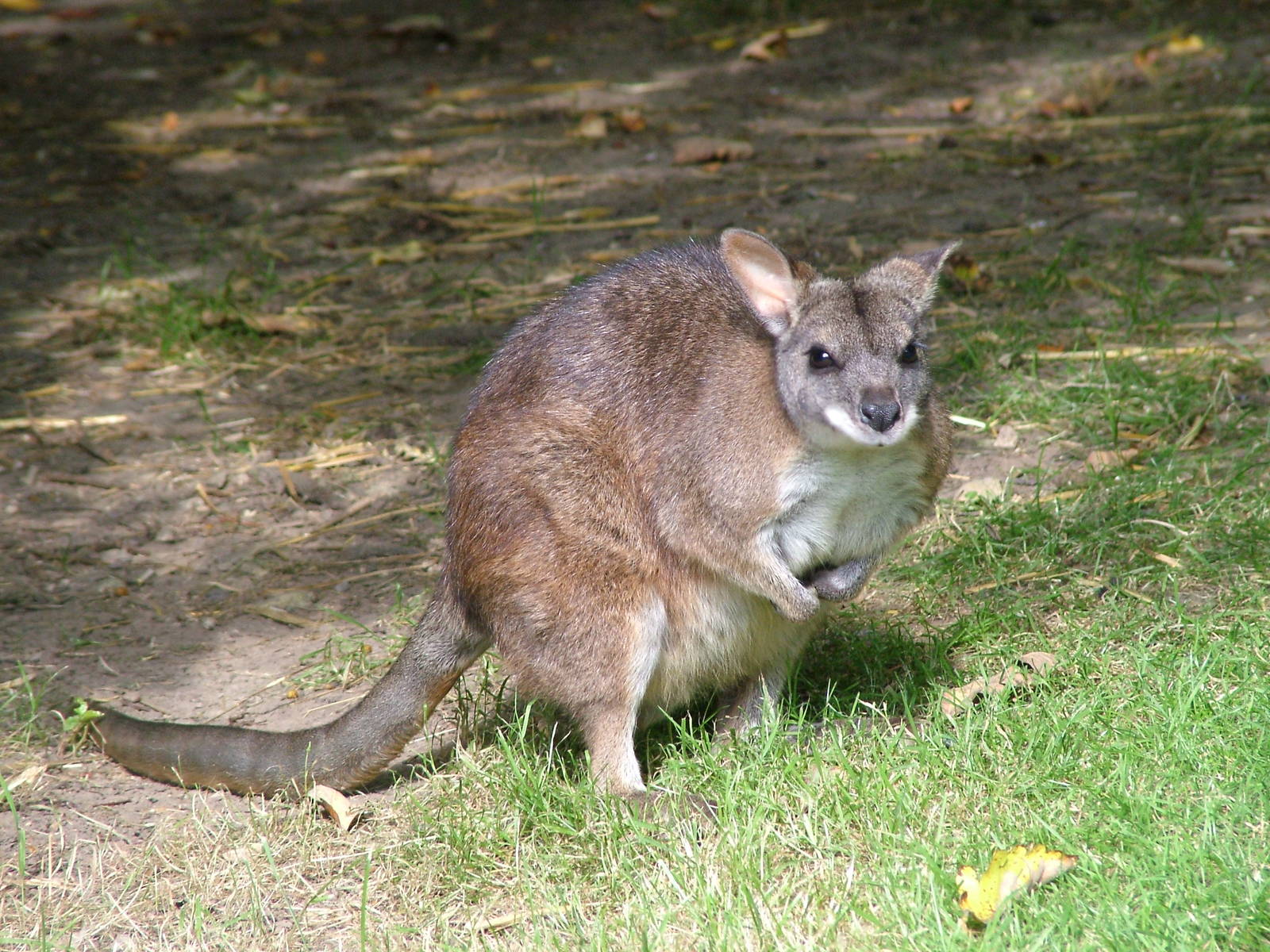 Parma Wallaby at Lotherton 2007