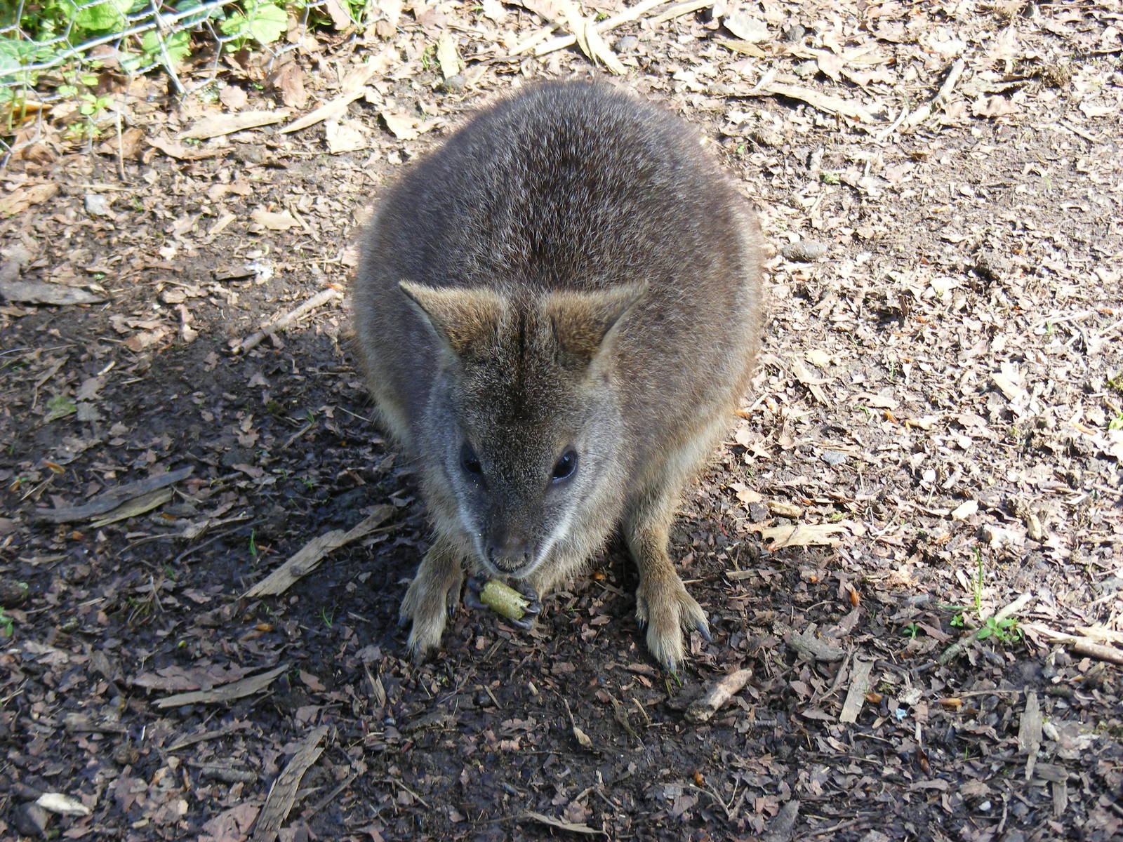Parma wallaby at Manor House Wildlife Park, 2 May 2010