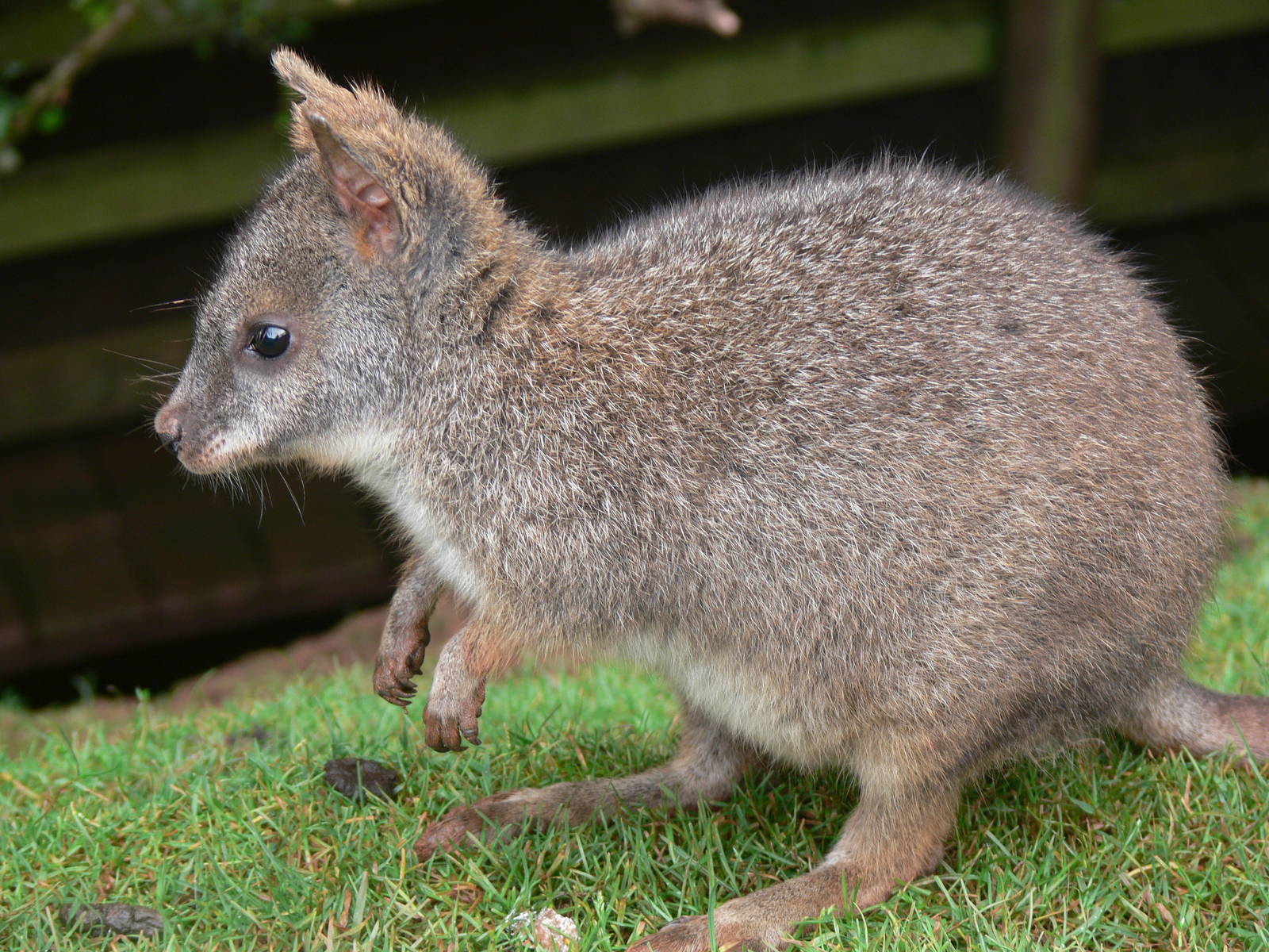Parma Wallaby at South Lakes, 04/07/14