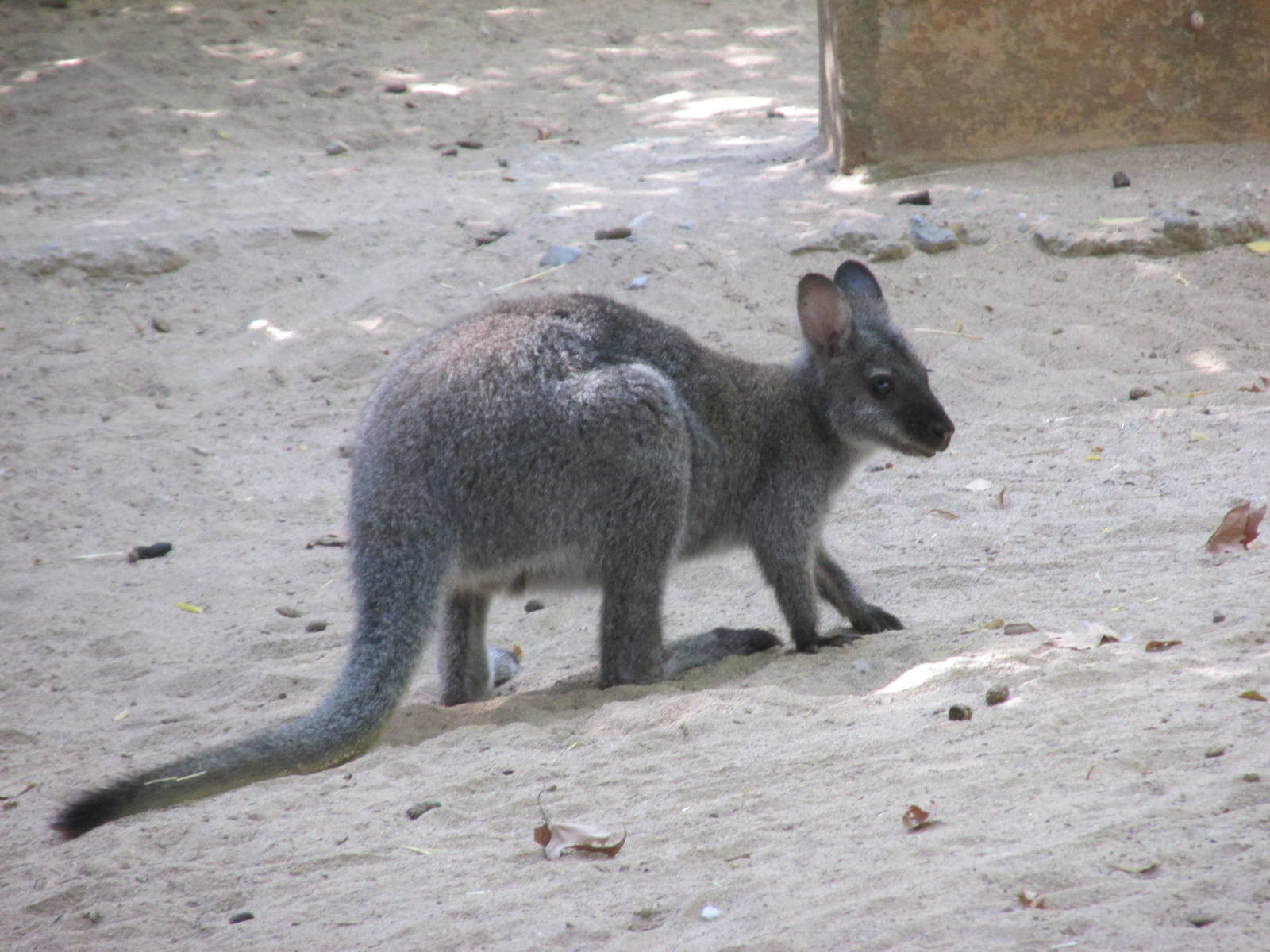 parma wallaby barcelona zoo