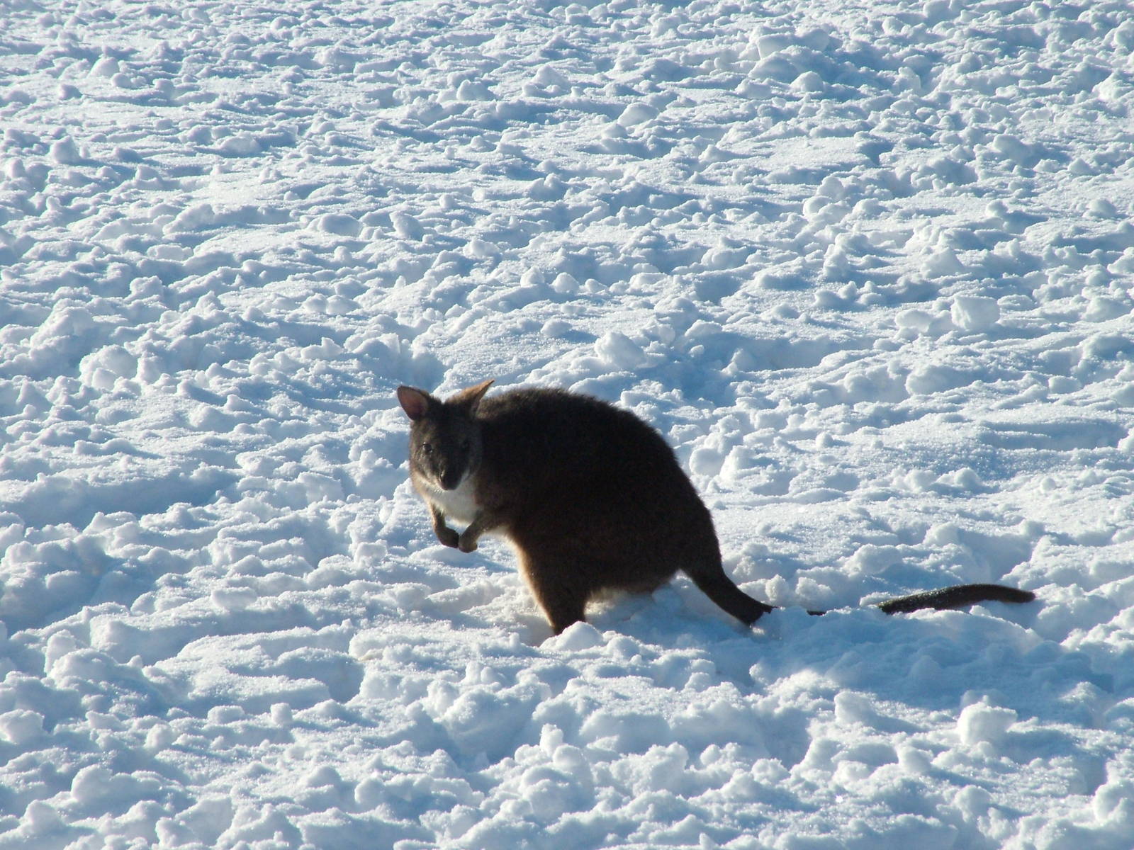 Parma Wallaby, Blackbrook in the Snow, 03/01/10
