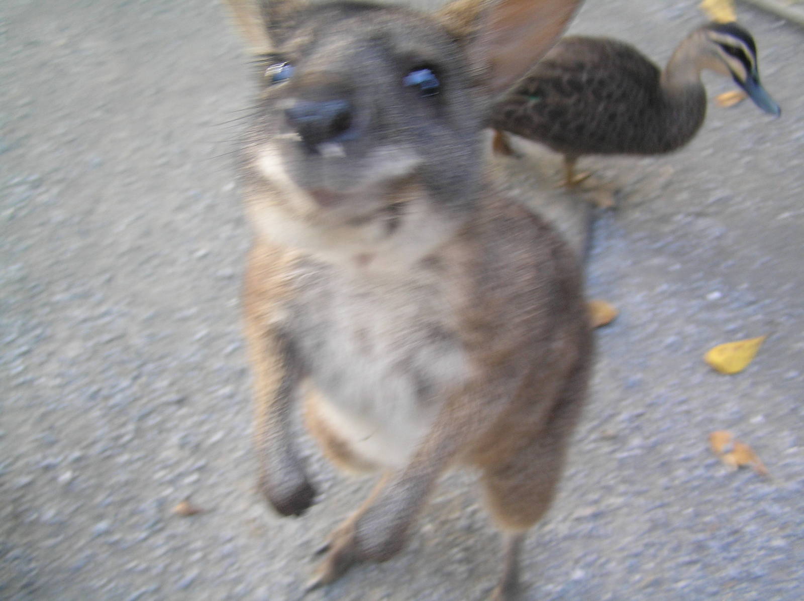Parma wallaby - Cairns tropical zoo 05