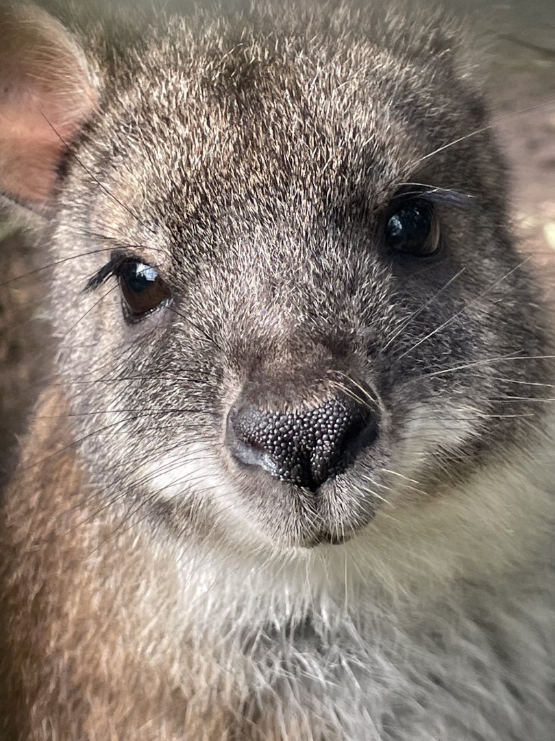 Parma Wallaby Close-up