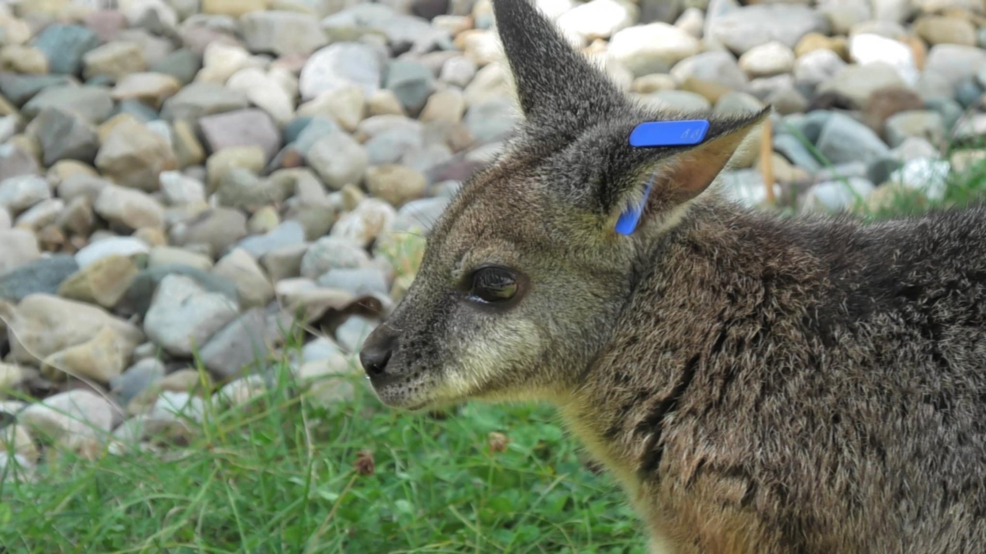 Parma wallaby close up