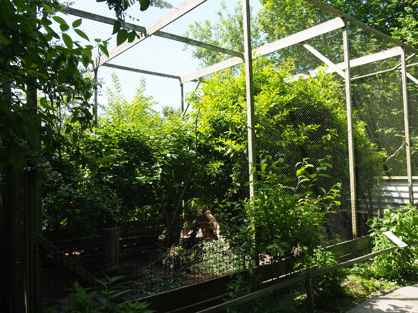 Parma wallaby - Crested pigeon - Laughing kookaburra aviary, 2019-06-01
