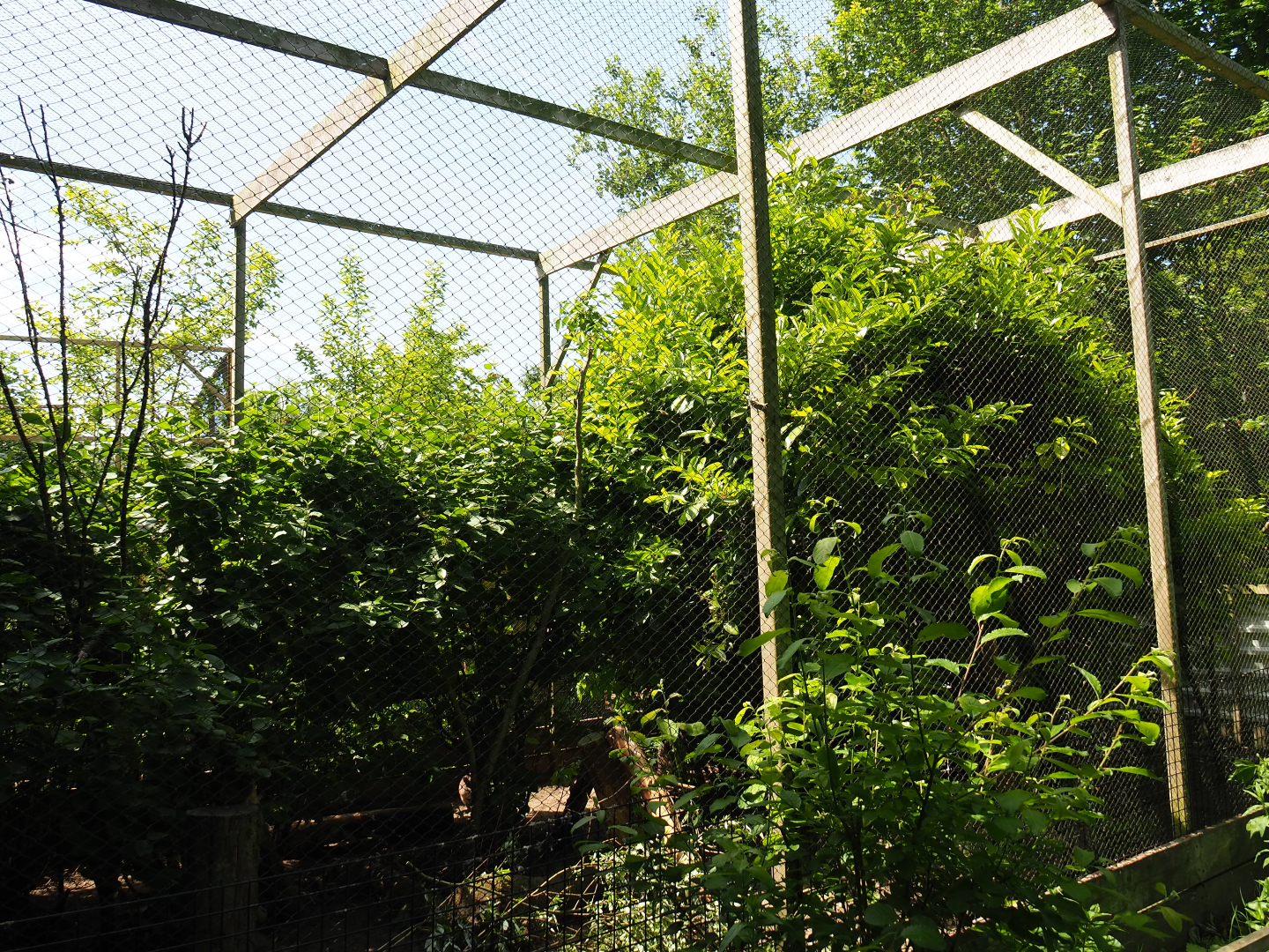 Parma wallaby - Crested pigeon - Laughing kookaburra aviary, 2019-06-01