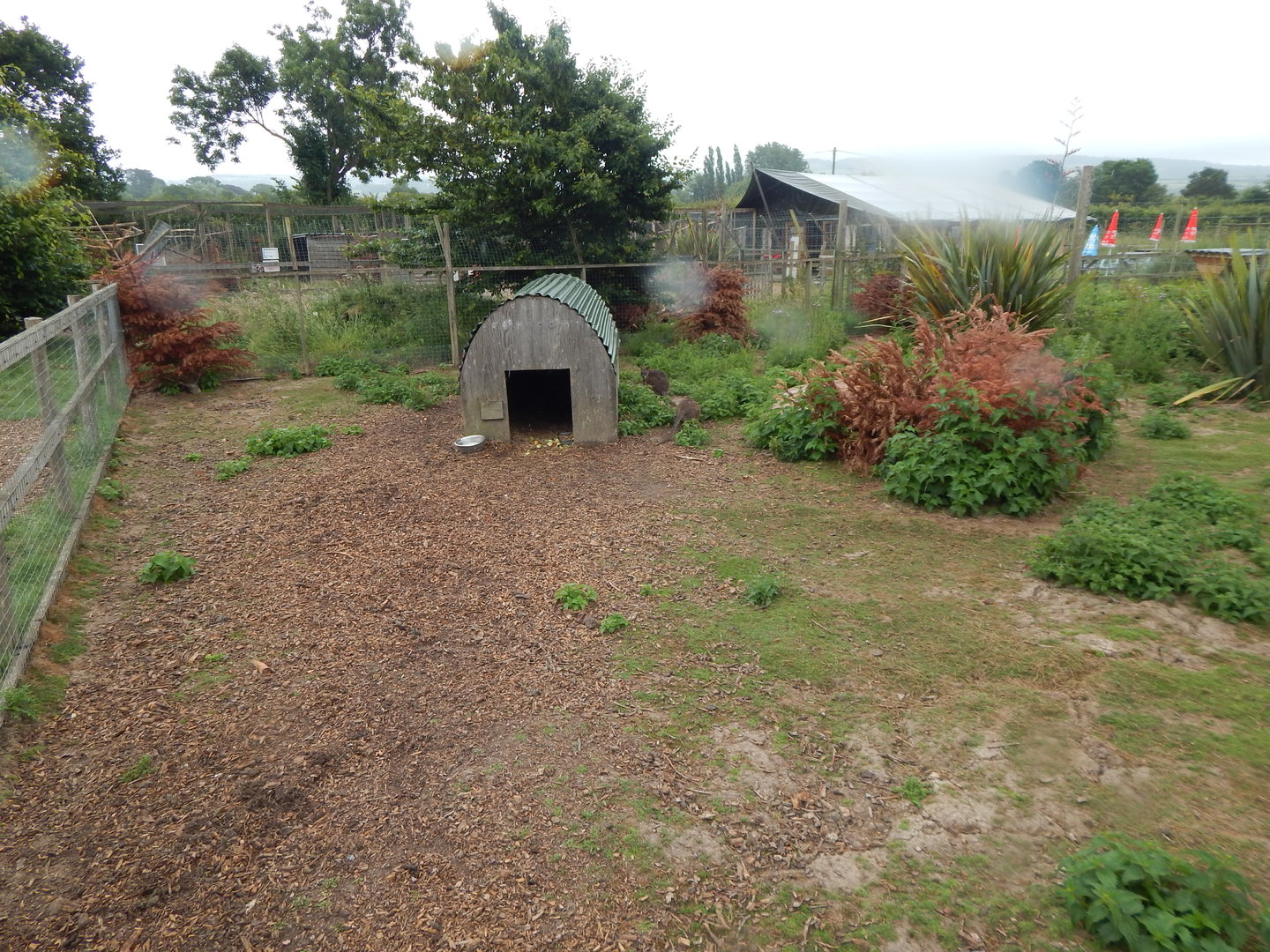 Parma wallaby enclosure 300623