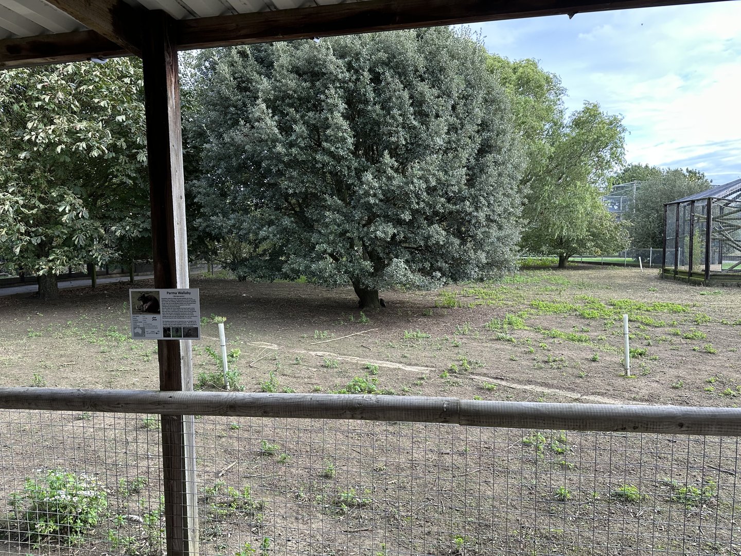 Parma Wallaby Enclosure at Hamerton Zoo Park (October 2023)