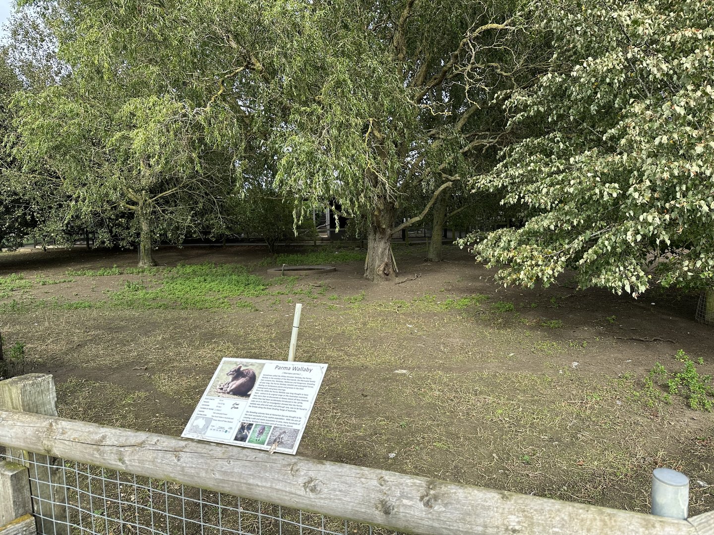 Parma Wallaby Enclosure at Hamerton Zoo Park (October 2023)